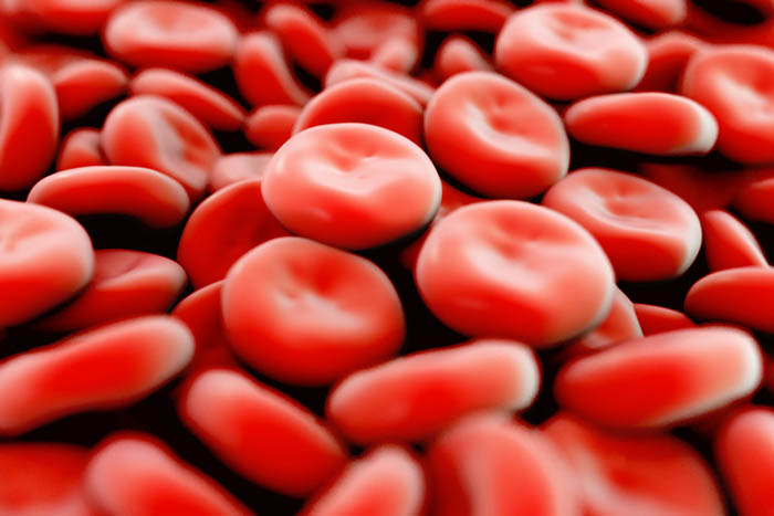 Red blood cells flowing through a blood vessel